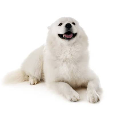 Samojed