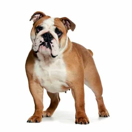 Buldog