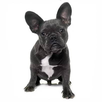 Buldog francuski