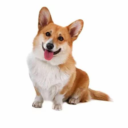 Corgi
