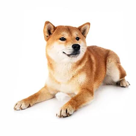 akita