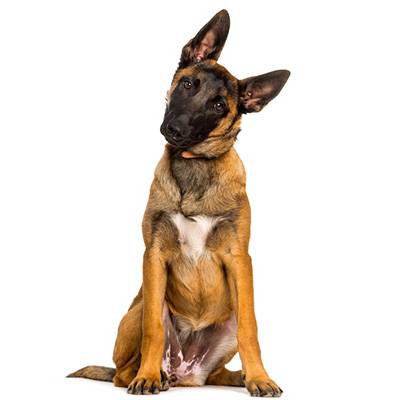 Malinois
