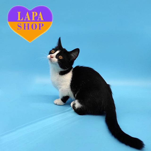 MCN-Kitty-Lolitta11-01