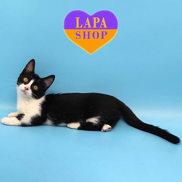 MCN-Kitty-Lolitta11-02