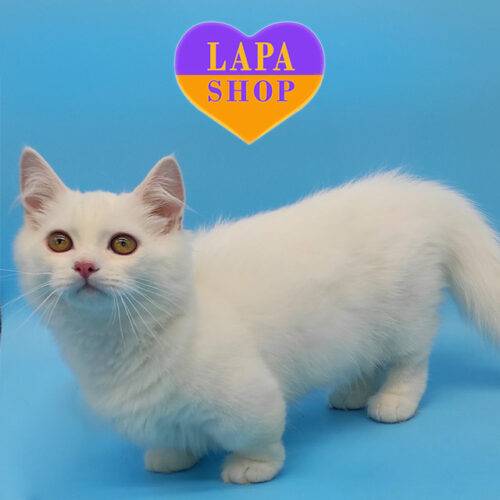 Jasper — миле кошеня породи манчкін в білій шубці