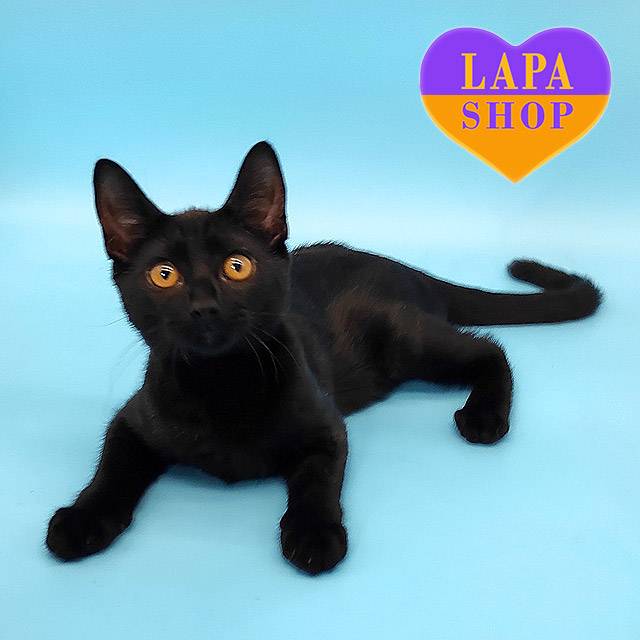 MNS-long-Kerry-Lotta06-01