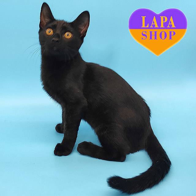 MNS-long-Kerry-Lotta06-02