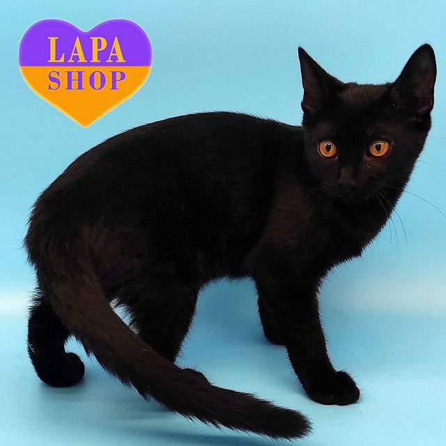 MNS-long-Kerry-Lotta06-03