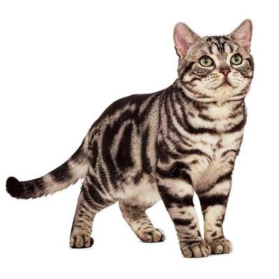 Американские короткошерстные котята
