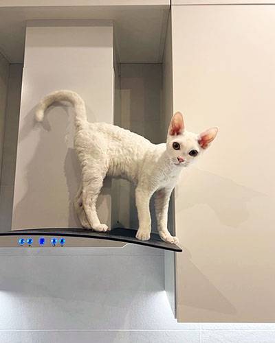 devon rex