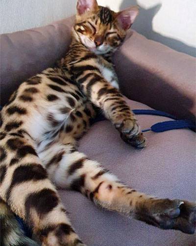 bengal cat