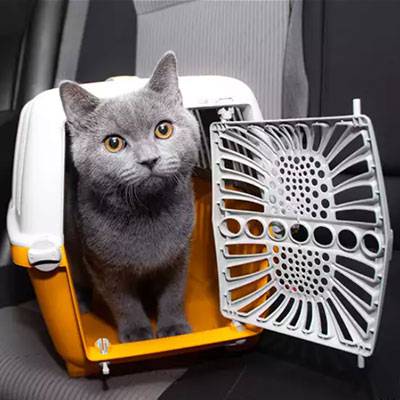 перевозка кота автівкою