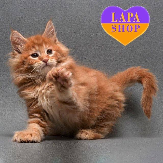 Red Marble Maine Coon Polydactus Kitten Named Chips