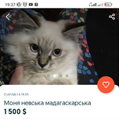 Мошенничества при продаже животных nev