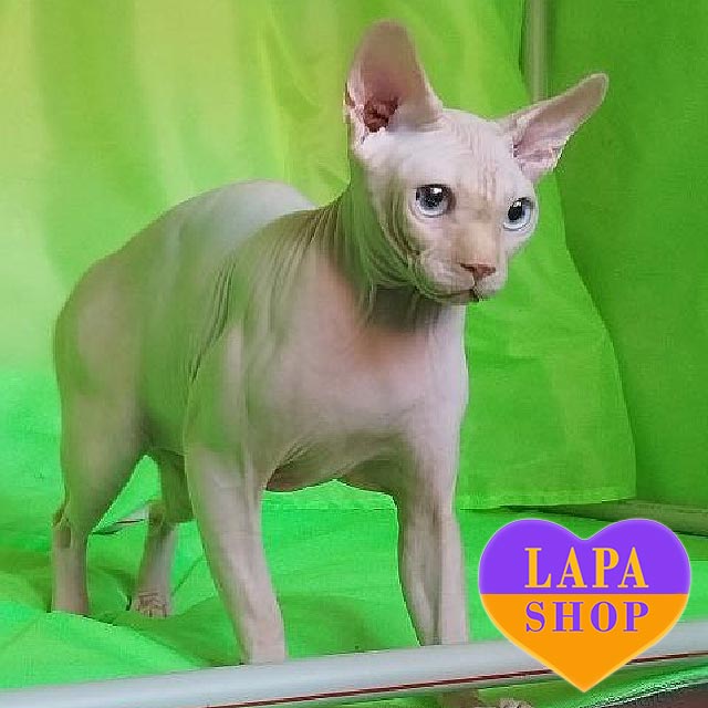 Canadian Sphynx Kitten Urgent sale