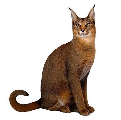 Caracat Kittens for Sale from Europe