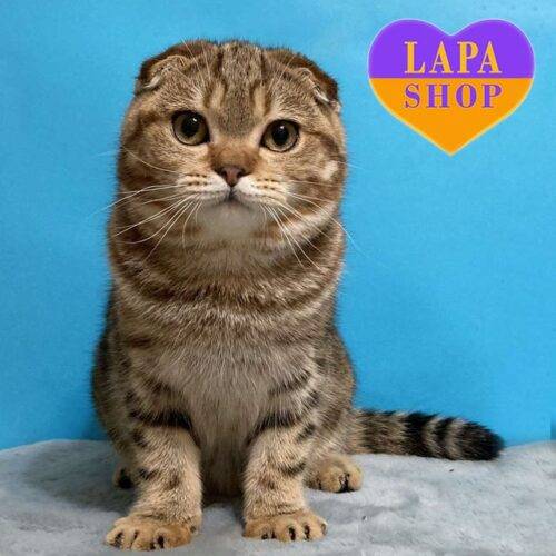 Вислоухая золотая кошечка со спокойным характером, которая любит ласку Ксюша — ваша будущая любимица