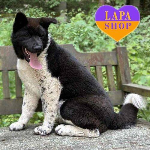 Очаровательный щенок породы американская акита Илай