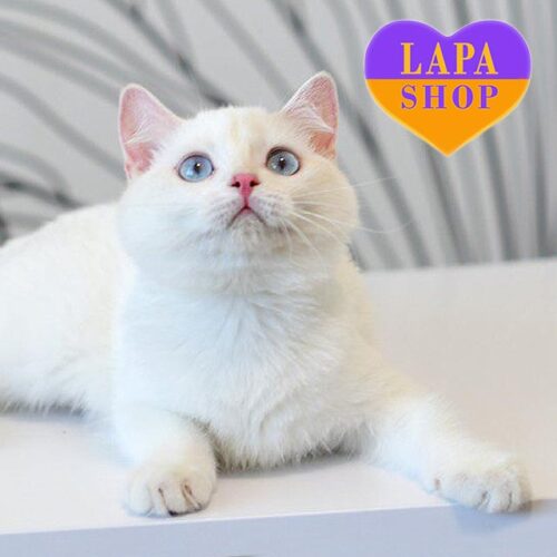 Британська красуня Ундіна