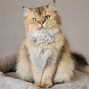 Шотландская длинношерстная кошечка золотого окраса Келли cs mom 1