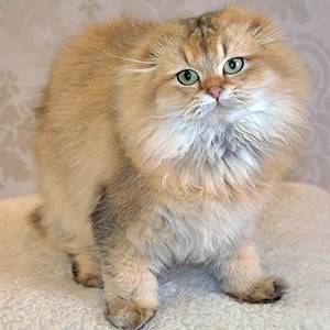 Scottish Longhair Straight Golden Holly cs mom