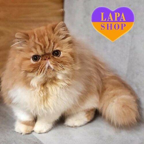 Longhair Exotic Cat in a Bright Fur Coat Named Charlie