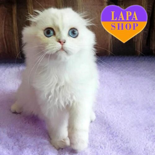 Xanta is a Cute Scottish Longhaire Fold Beauty in a Silver Fur Coat