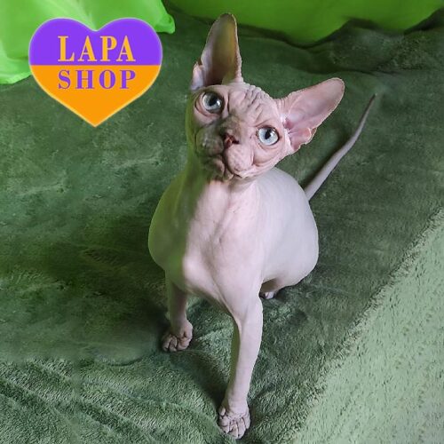 Ліловий канадський сфінкс Sweet Bumblebee