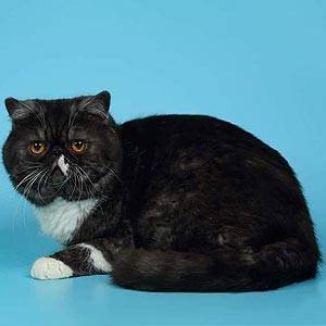 Мила екзотична кішечка amo exodm dad