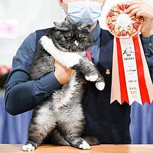 Мила екзотична кішечка amo exodm dad1