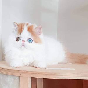 Мила екзотична кішечка amo exodm mom1