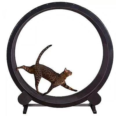 Cat Treadmills (Cat Exercise Wheels) and Attractions