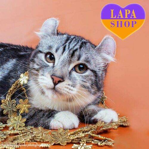 Intelligent and well-mannered American Curl Kitty Named Carmel