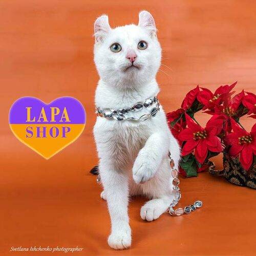 American Curl Named Chara — She is an Active Girl and Lover of Food