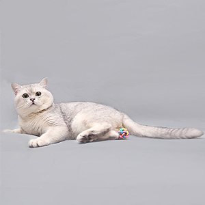 Милый шотландский котенок серебристого окраса Скитлс ha sfs dad2