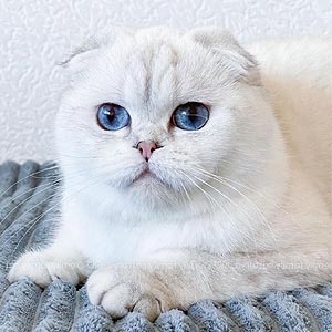 Милый шотландский котенок серебристого окраса Скитлс ha sfs mom2