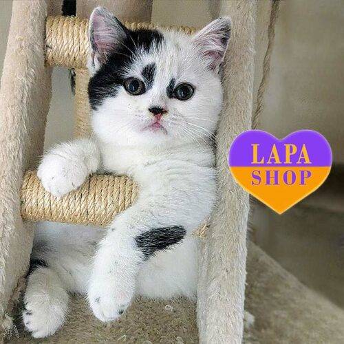 Бело-черно шотландская кошечка Лея