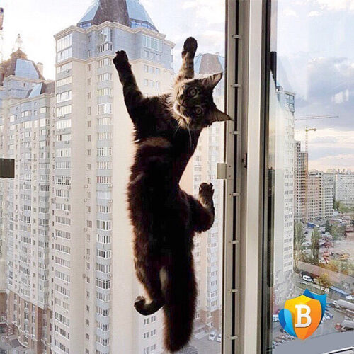 Сетка-антикошка на окна с антимоскитным эффектом