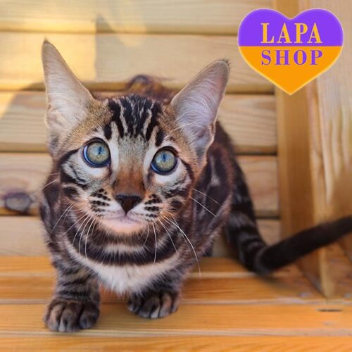 Бенгальский котенок Уильям