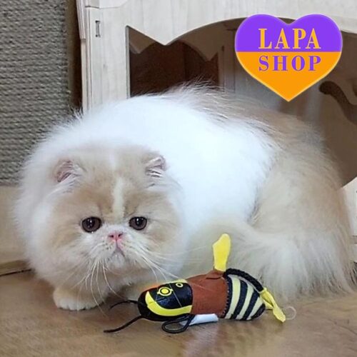 Very Gentle and Tame Longhair Exotic Сat Milash