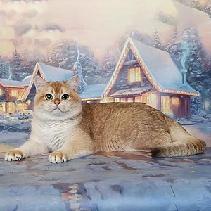 Golden Scottish Kitten Martin jf dad1