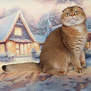 Golden Scottish Kitten Martin jf mom2