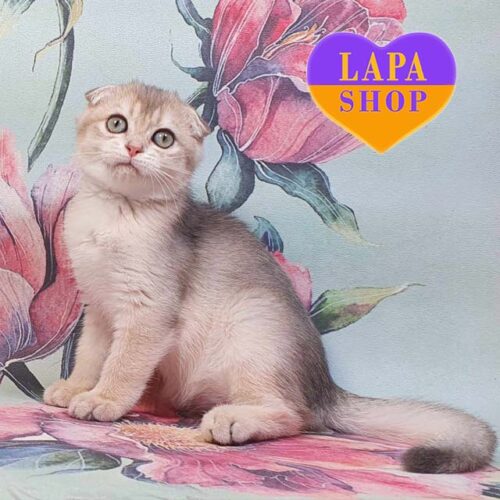 Вислоухий шотландский котенок голубо-золотого окраса Кевин —  в разведение