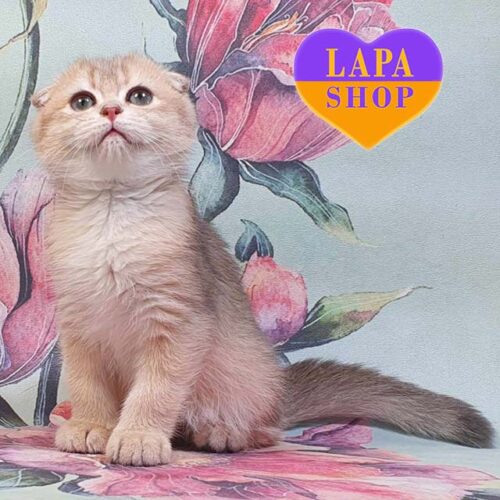 Крисс — голубо-золотой вислоухий котенок