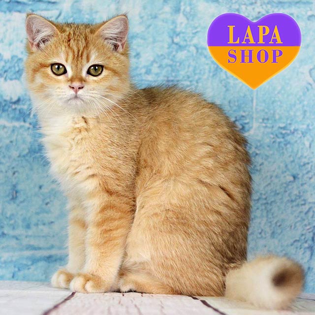 Chocolate Golden British Kitty Named Gemma