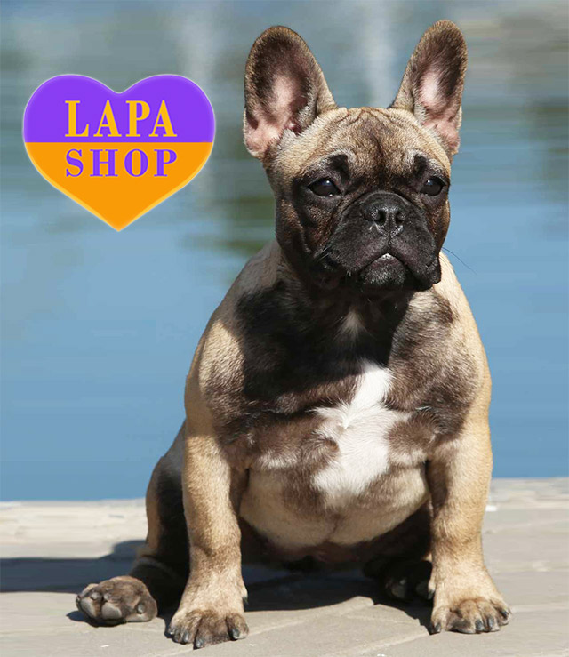 American Bulldog French Bulldog Cross Pomeranian For Sale Adorable