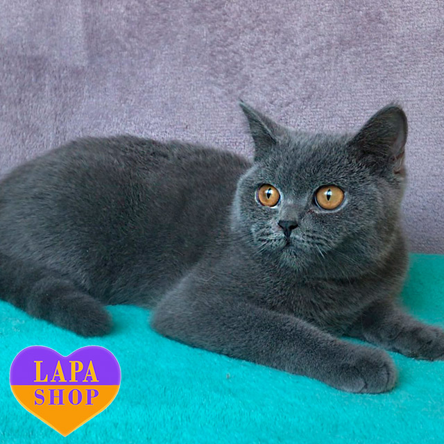 Pedigree Persian Cfa Registered Persian Kittens For Sale Portrait