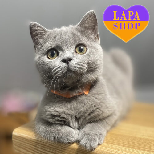 Патти — любознательная кошечка породы скоттиш-страйт