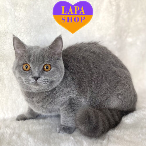 Застенчивая кошечка Пейдж породы скотиш-страйт