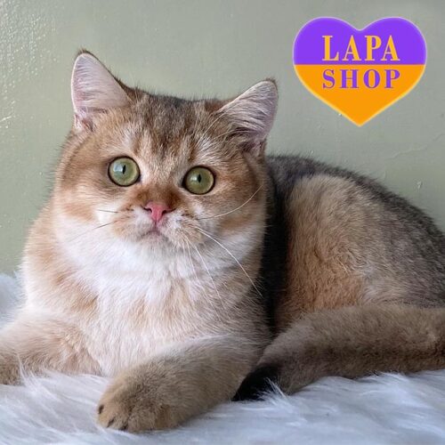 Мила зеленоока шотландська кішечка золотого забарвлення Фіона